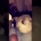 Monkey slaps Lion (Original)