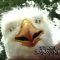 Eagleman (The Original)