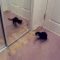 LOL!  Kitten Attacks Mirror